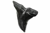 Large, Snaggletooth Shark (Hemipristis) Tooth - South Carolina #289243-1